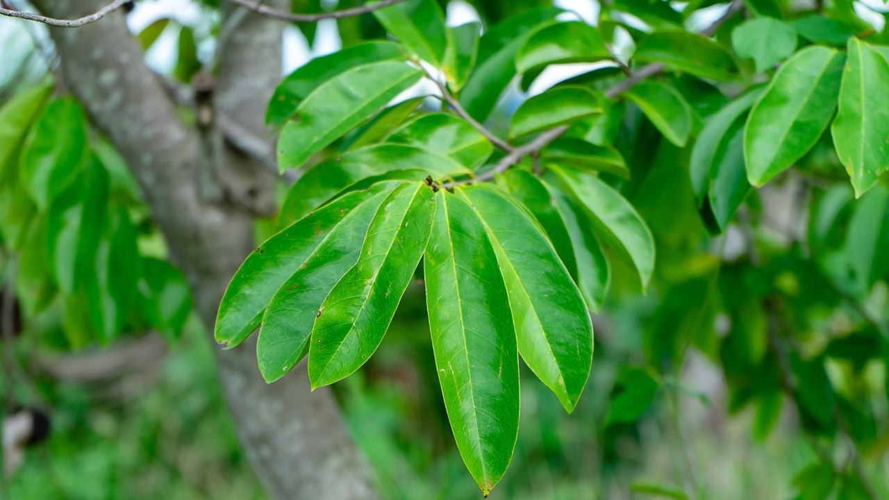 Manfaat Daun Sirsak untuk Wanita: Rahasia Alami untuk Tubuh Sehat dan Cantik