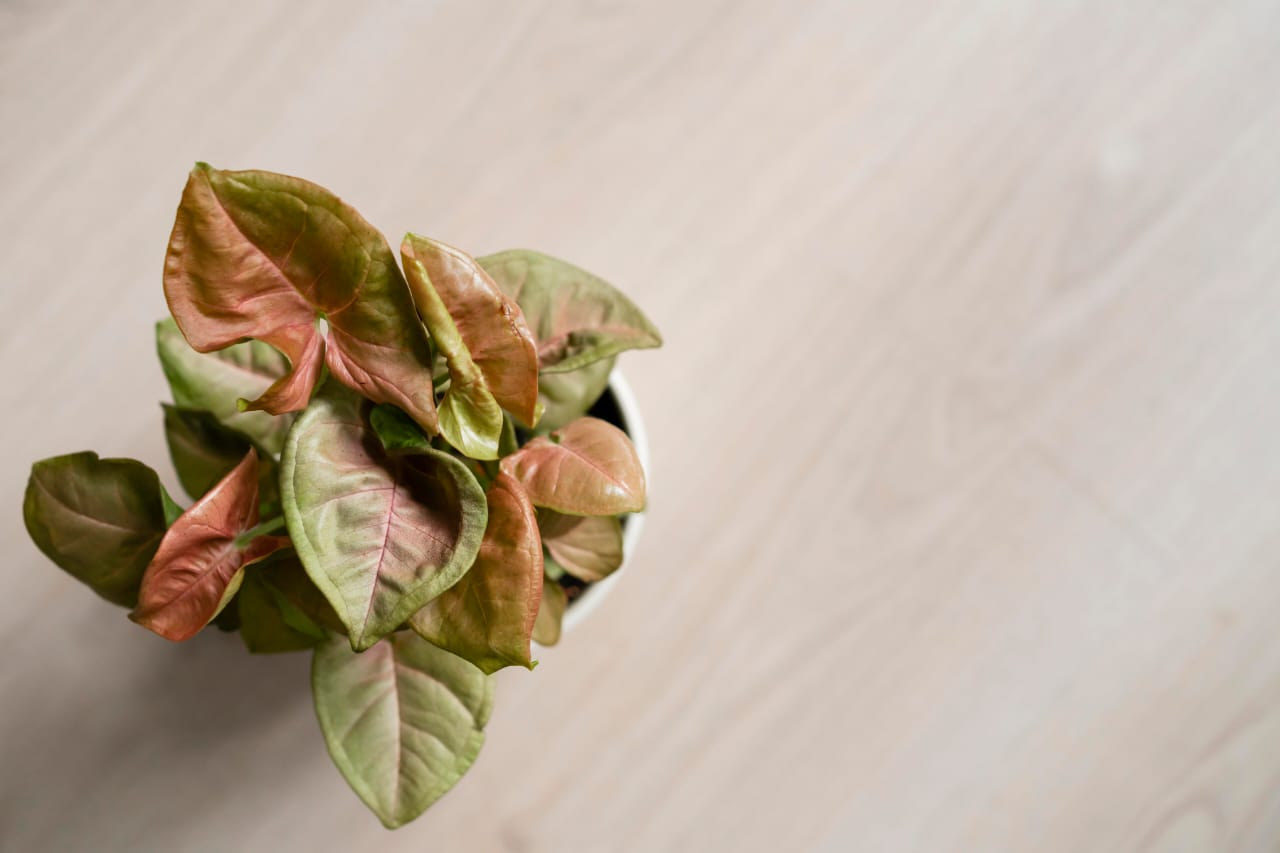 Kenali Penyakit Tanaman Hias dan Cara Mengatasinya