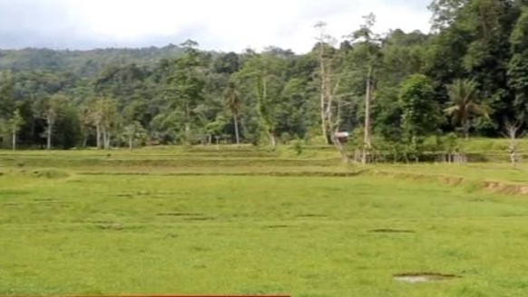 70 Hektar Sawah di Way Batang Butuh Jaringan Irigasi