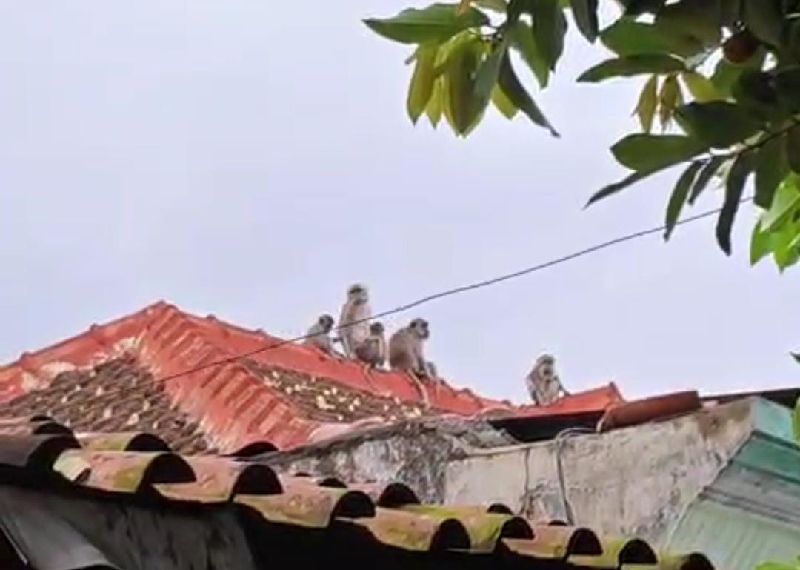 Monyet Ekor Panjang Turun Ke Pemukiman Warga, Untuk Mencari Makan