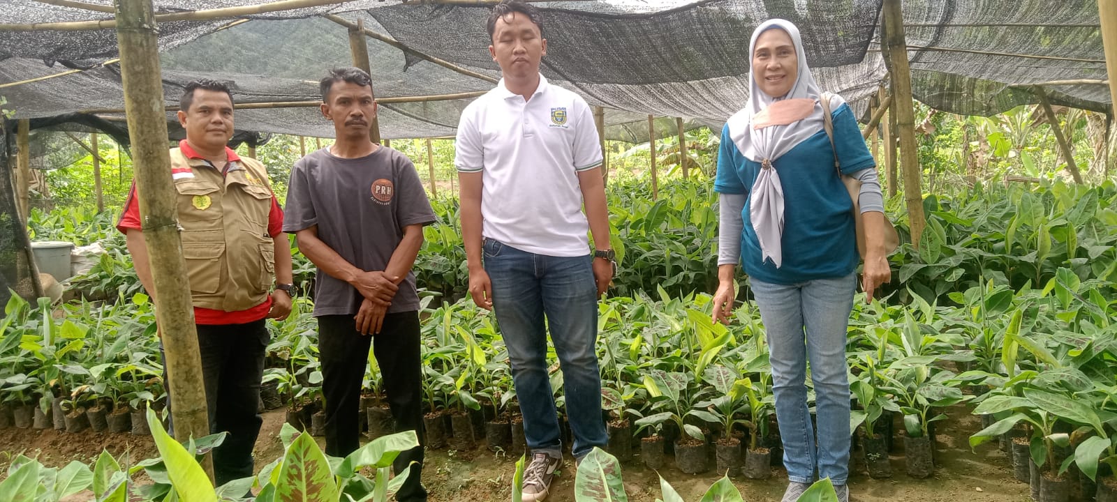 Pekon Gedungsurian Akan Suplai Bonggol Pisang ke Ngawi dan Bengkulu