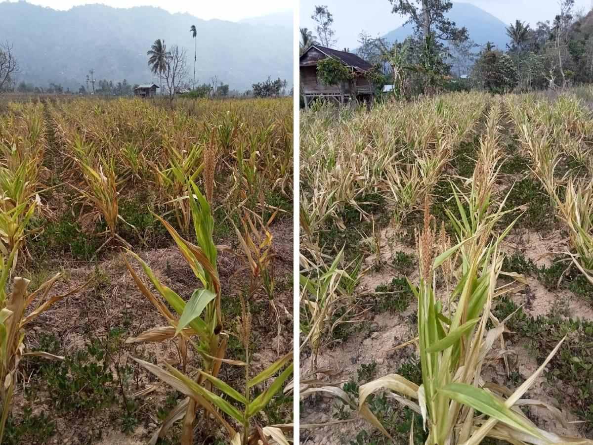 Dilanda Kemarau, 10 Hektare Tanaman Jagung di Lumbok Seminung Gagal Panen 