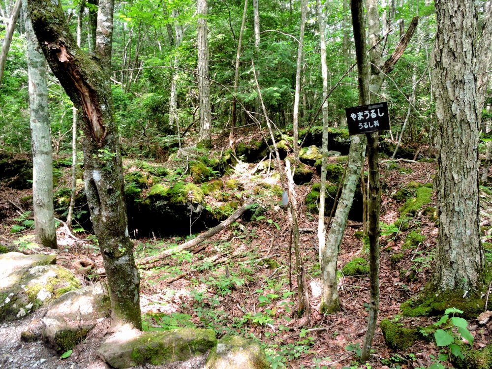 Rahasia Aokigahara, 'Lautan Pohon' yang Menyimpan Cerita Kelam