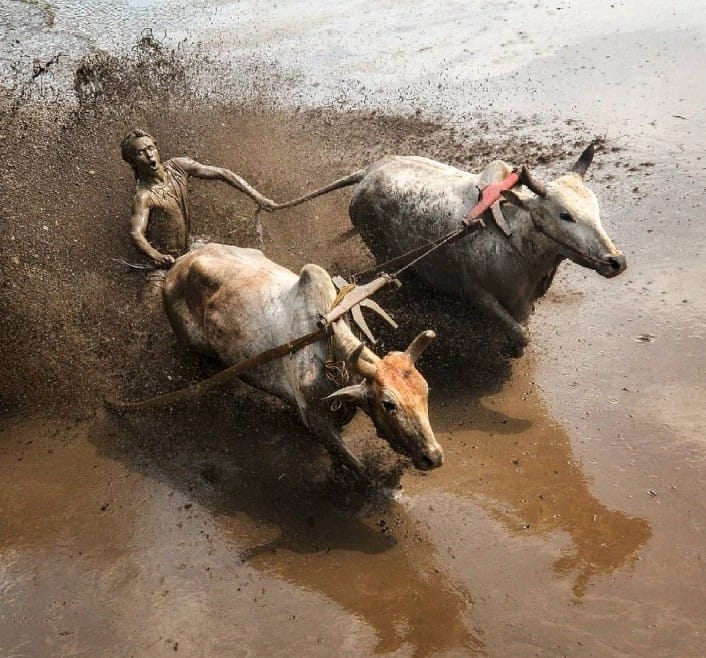 Pacu Jawi: Warisan Budaya Minangkabau yang Sarat Makna