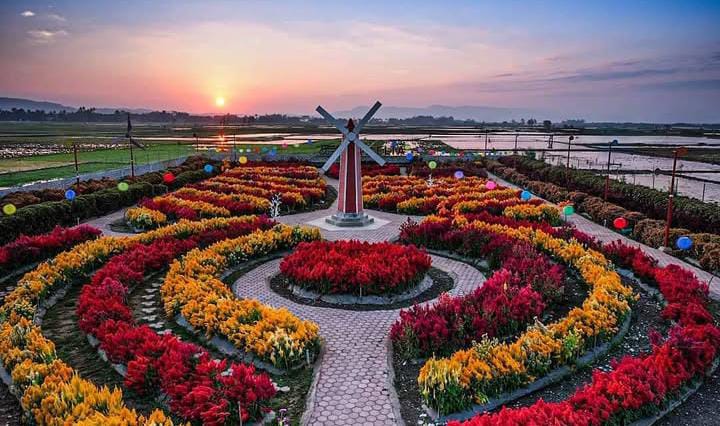 Taman Axelia, Pesona Taman Bunga Rawa Pening Bernuansa Negeri Kincir Angin