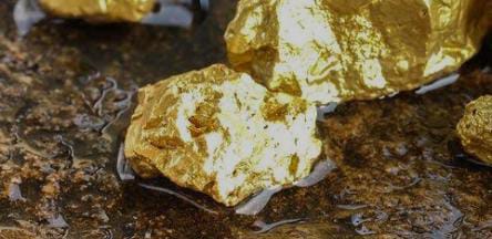 Tanaman Ini Bisa Menghasilkan Emas, Banyak Tumbuh di Indonesia