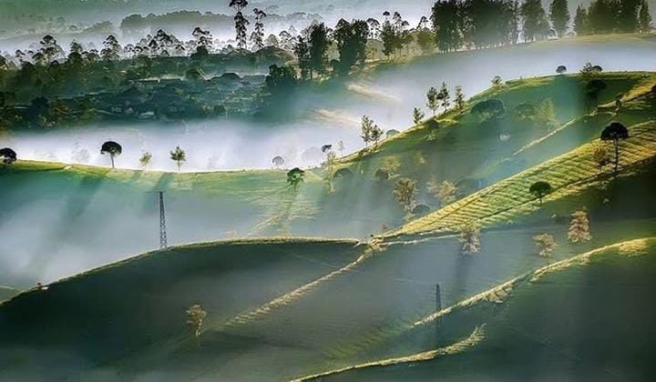 Menyapa Fajar di Perkebunan Teh Cukul