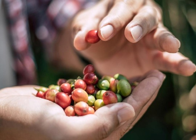 Tahun 2022, Produktivitas Kopi Robusta di Lambar Hanya 1,13 Ton/Ha