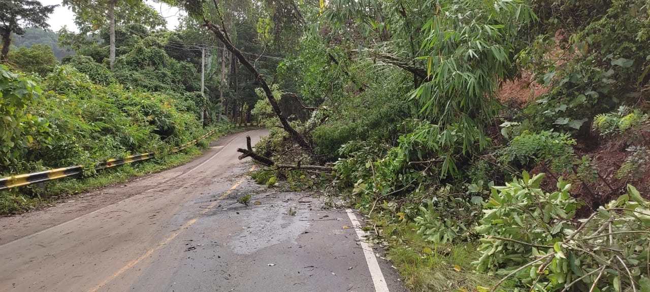 Hujan Deras, Sebabkan Pohon Tumbang di Jalinbar