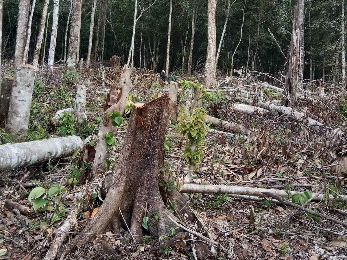 11 Hektar Lahan Hutan Lindung Register 43B di Belalau Rusak Akibat Pembalakan Liar