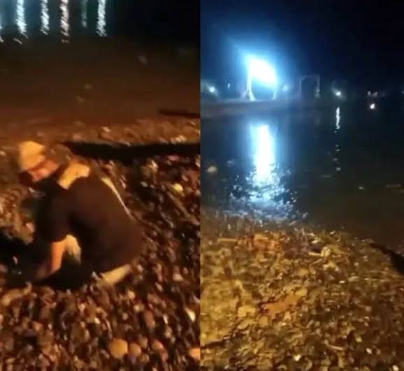 BMKG Ungkap Penyebab Fenomena Ratusan Ikan Melompat di Pantai Tanggamus