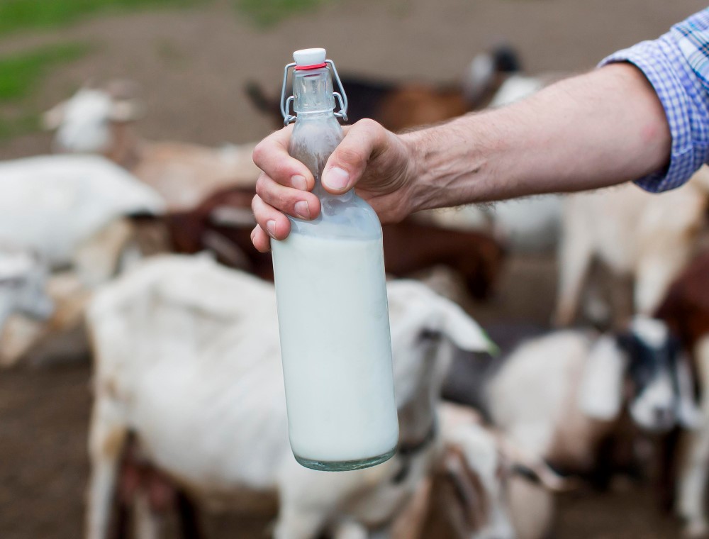 Meski Amis, Susu Kambing Etawa Membawa Banyak Manfaat Bagi Kesehatan