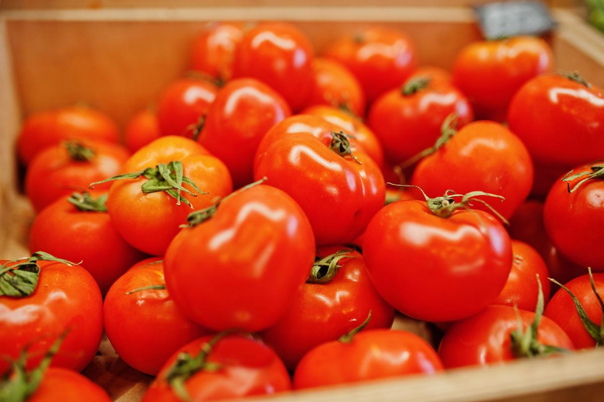 Produksi Petani Sedikit, Harga Tomat di Lampung Barat Melejit