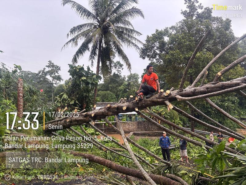 6 Pohon Tumbang Berhasil di Evakuasi BPBD Kota Bandar Lampung