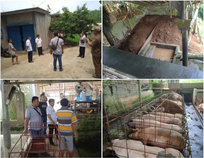 Peternakan Babi dan Ayam Dikeluhkan Warga, Tim Kecamatan Baradatu Turun Tangan