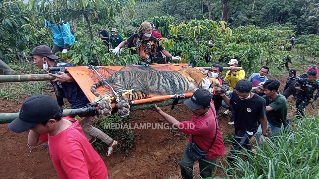 Evakuasi Berjalan Lancar, Harimau Sumatera dibawa ke Kantor TNBBS untuk Observasi 