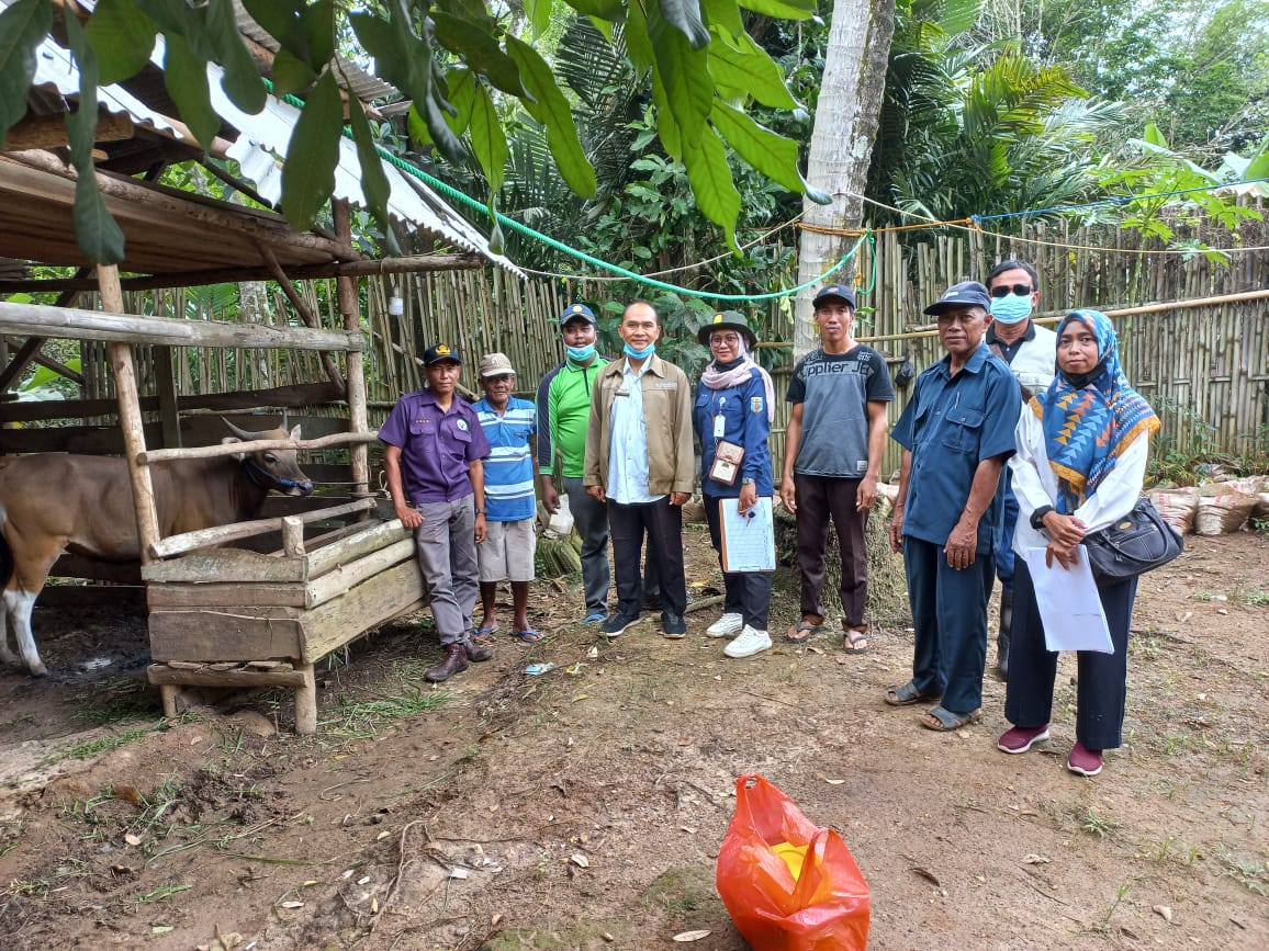 50 Ekor Sapi di Kampung Sunsang Divaksin PMK