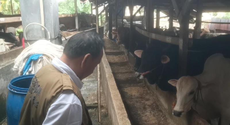 Kebutuhan Hewan Kurban di Bandar Lampung Capai Tujuh Ribu Ekor