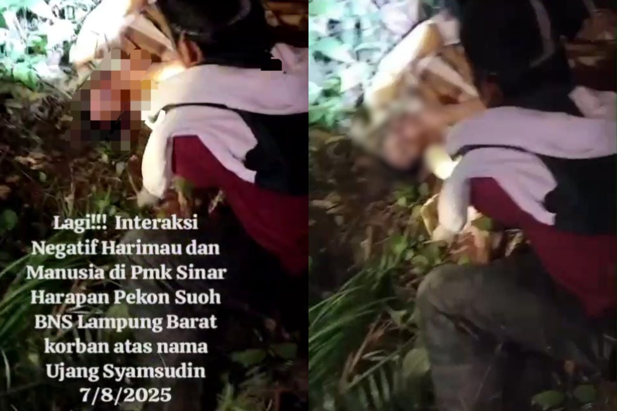 Tragis, Warga Suoh Diduga Tewas Diterkam Harimau Sumatera