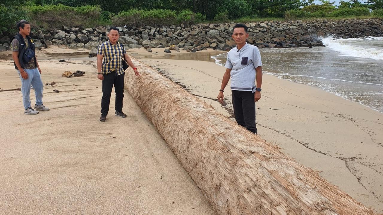 Kayu Gelondongan Misterius Kembali Muncul di Perairan Pesisir Barat