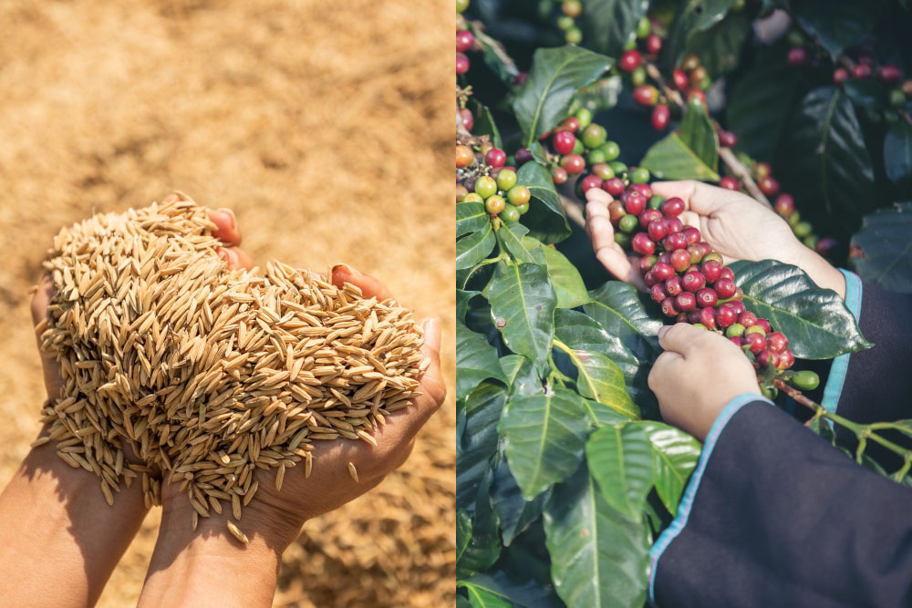 Panen Raya Kopi, Petani di Lampung Barat Kesulitan Cari Pekerja Harian