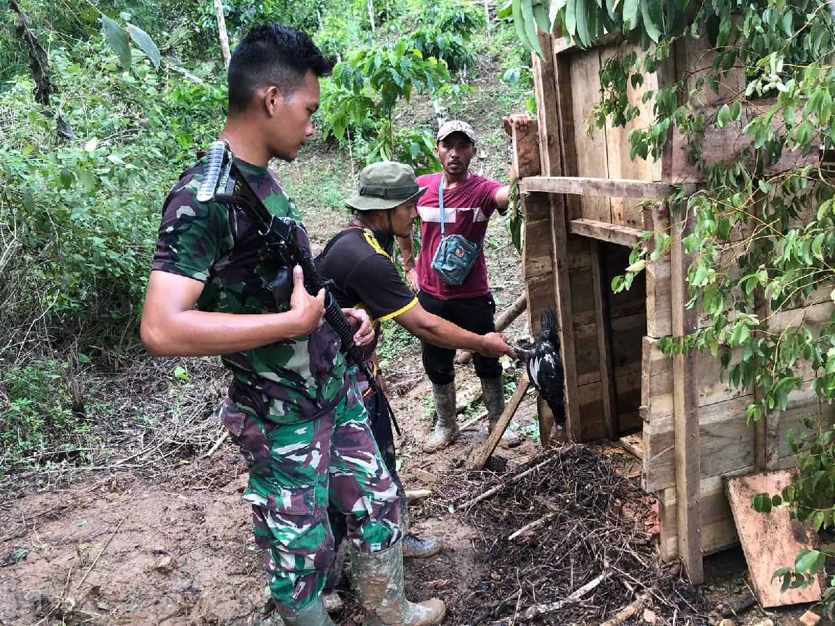 Sudah Satu Bulan, Harimau Pemangsa Manusia di Suoh Lampung Barat Belum Tertangkap