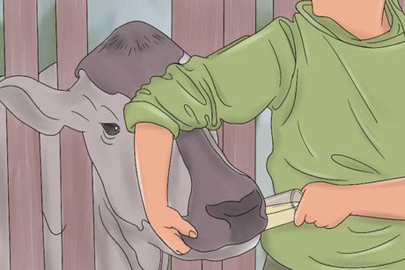 Jelang Ramadan dan Idul Fitri, Bandar Lampung Perketat Antisipasi PMK pada Hewan Ternak