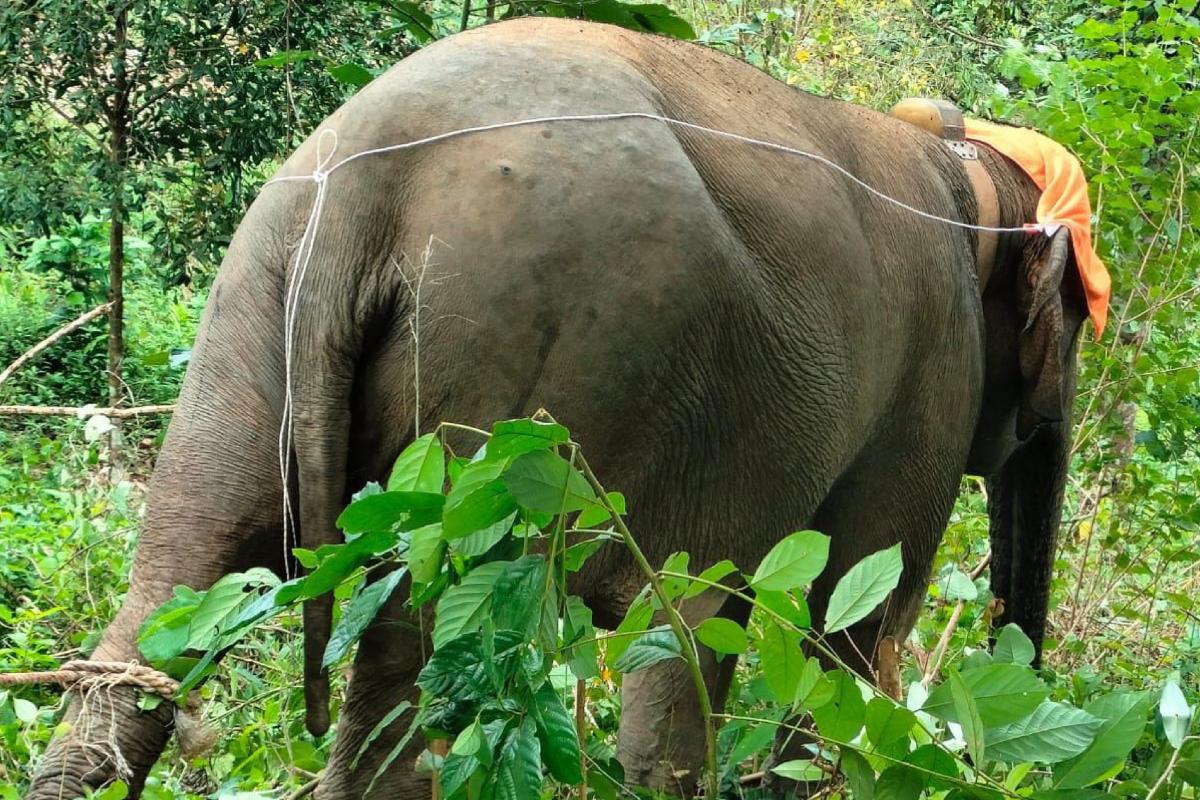 Gajah yang Dipasang GPS Oleh Tim Gabungan di Suoh Dinamai Lestari