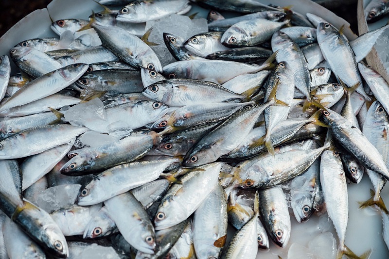 Diskan Pesisir Barat Siapkan Bantuan Untuk Pedagang Ikan Keliling