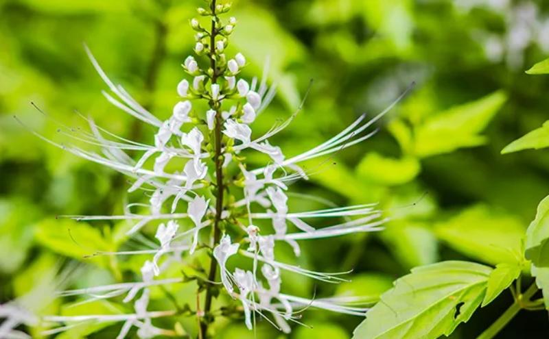 4 Manfaat Daun kumis Kucing untuk Kesehatan Kulit 