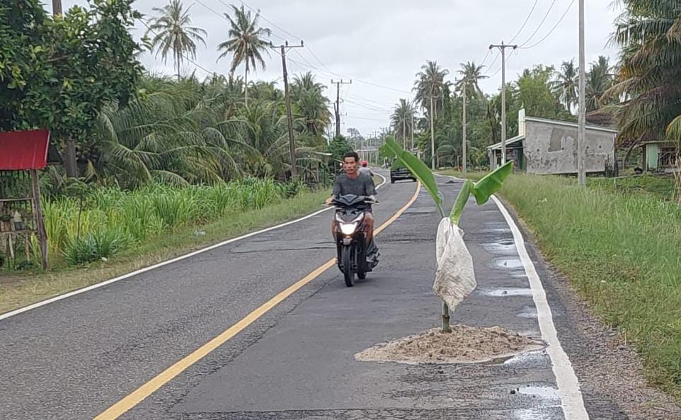 Tak Kunjung Diperbaiki, Warga Biha Tanam Pisang di Jalan Berlubang