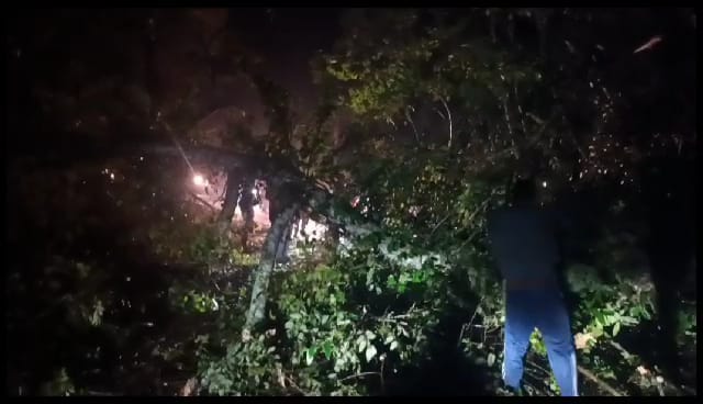 Diguyur Hujan, Satu Pohon Tumbang di Jalan Lintas Pekon Padang Cahya