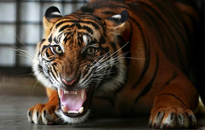 Tim Gabungan Terus Berupaya Evakuasi Harimau, Nukman Imbau Masyarakat Selalu Waspada