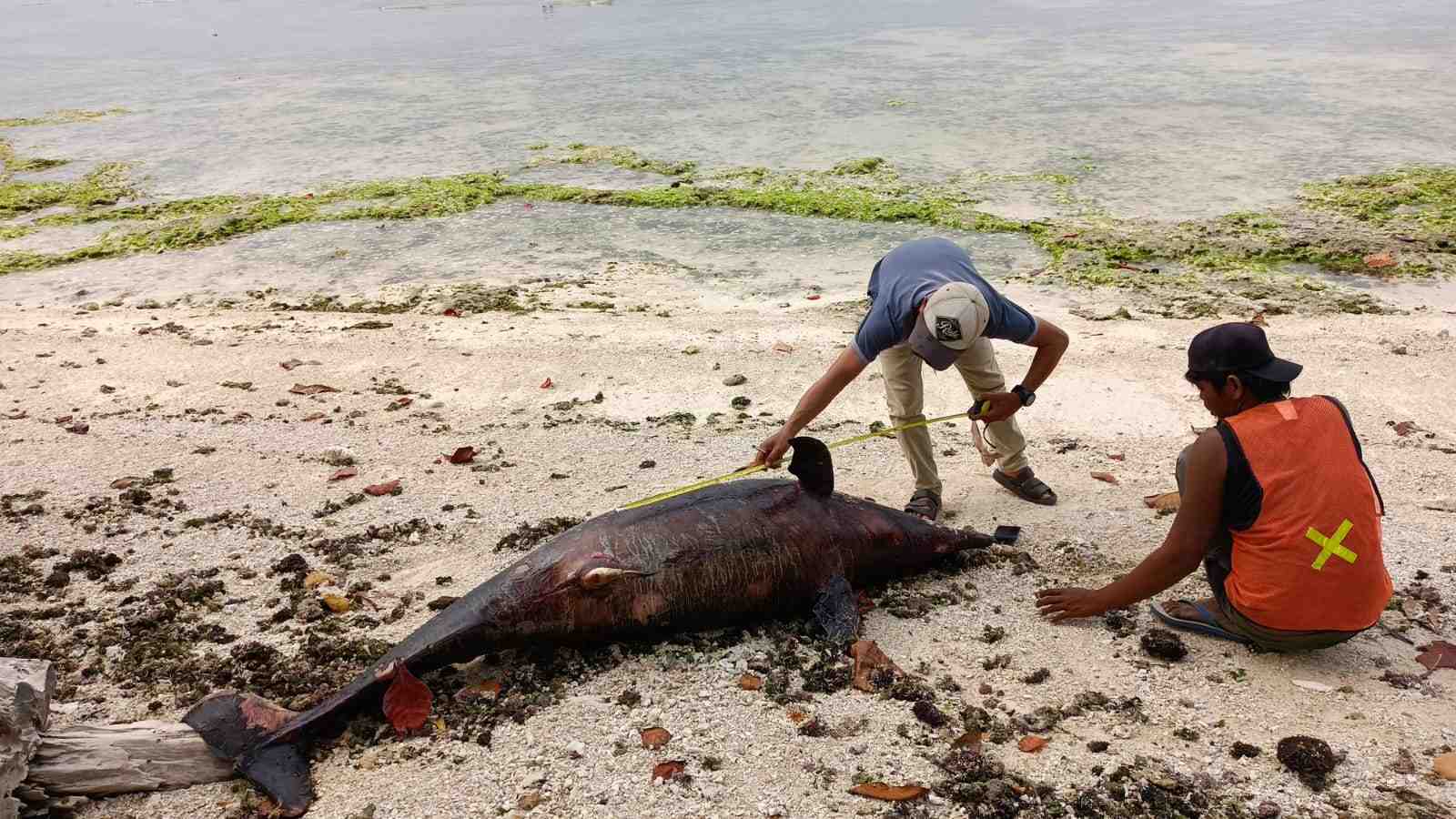 Diskan Kubur Lumba-Lumba yang Mati di Pantai Walur