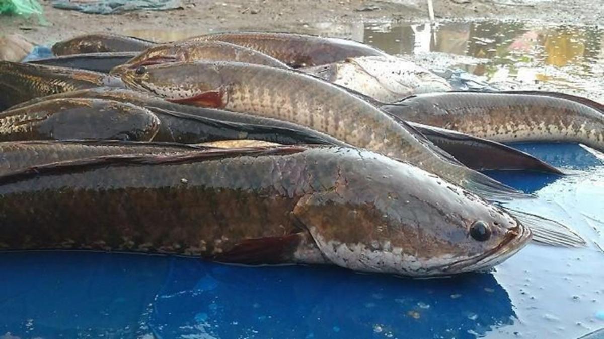 Kelezatan dan Manfaat Luar Biasa Ikan Gabus