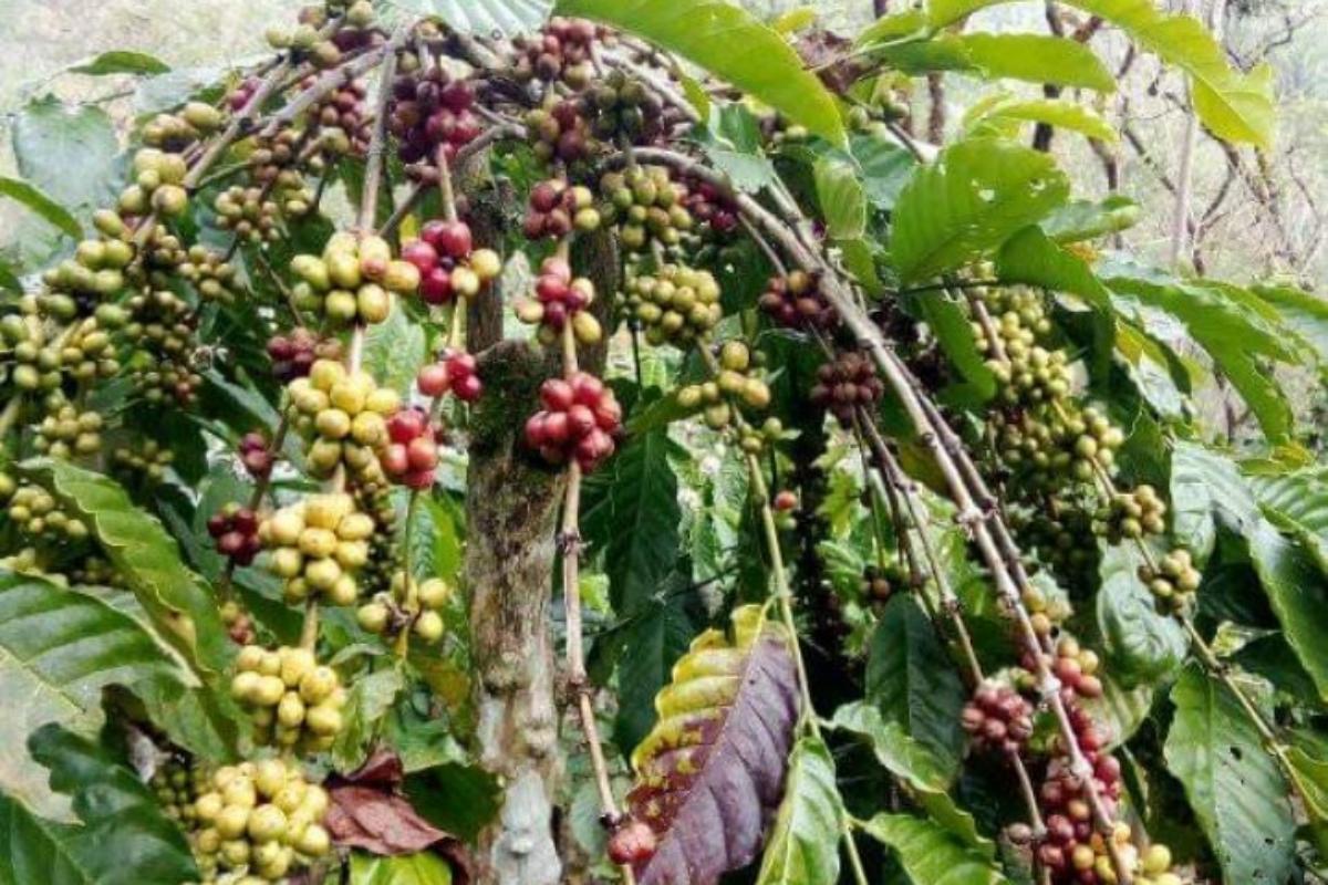 Harga Kopi Terus Naik, Petani Optimis Kembali Sentuh Rp70.000