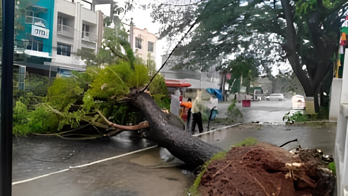 Pohon Tumbang Ganggu Akses Jalan Warga Kelurahan Jagabaya III