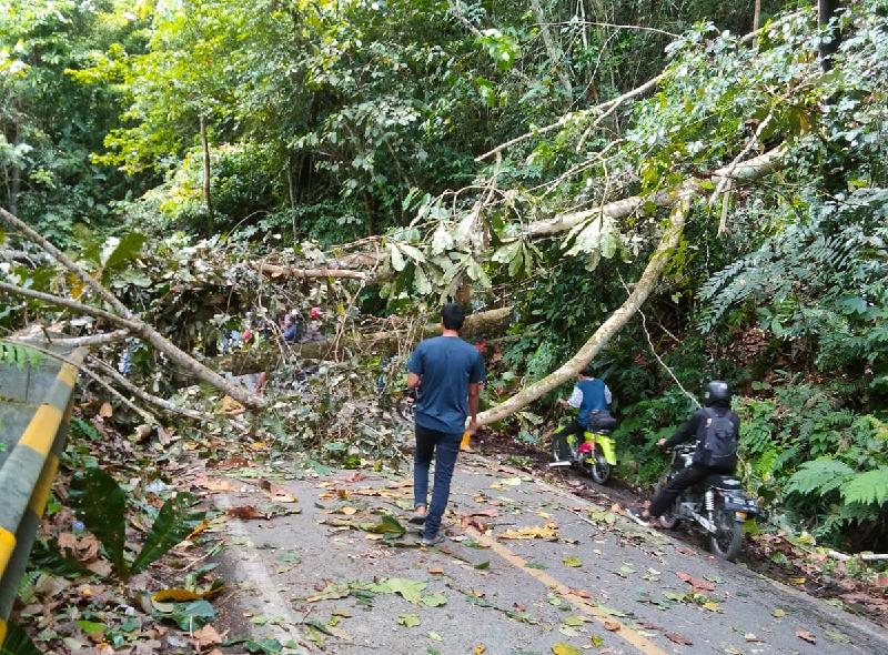 Tertimpa Pohon Tumbang, Jalan Liwa- Krui Macet 