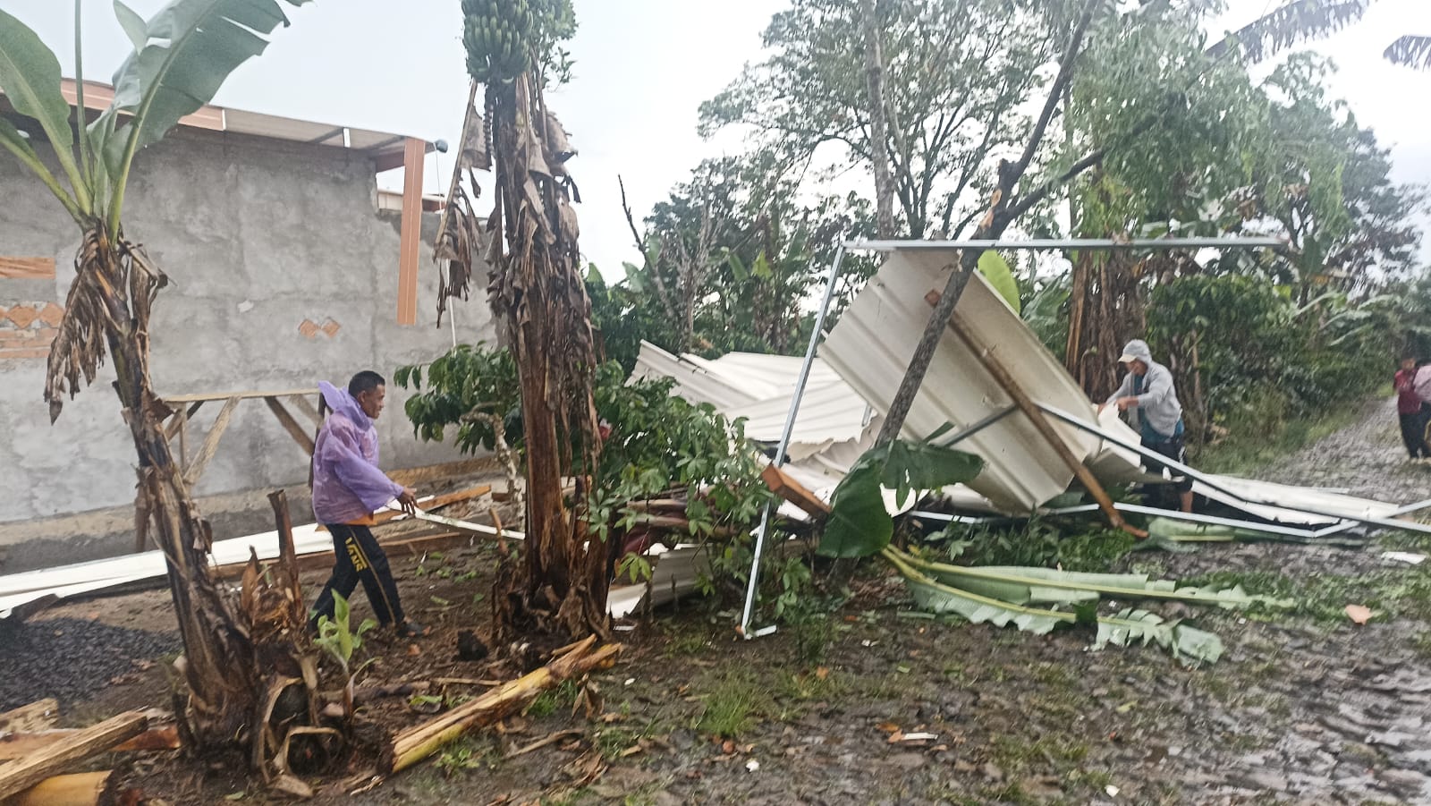 Cuaca Ekstrem Sekincau: Atap Rumah Rusak, Pohon Tumbang Nyaris Putuskan Listrik