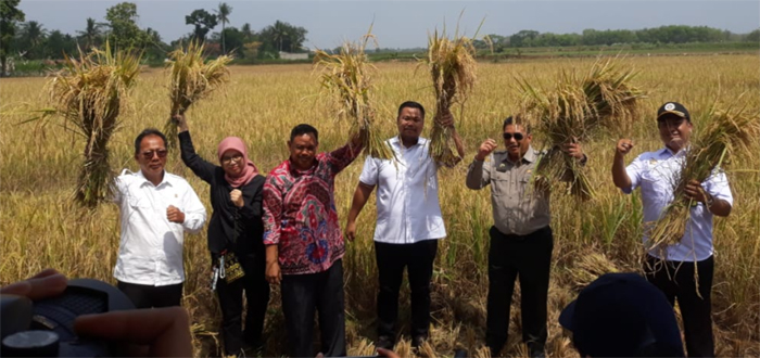 Ketua DPRD Lampung Dampingi Komisi IV DPR RI Panen Raya Di Desa Nambah Lamteng