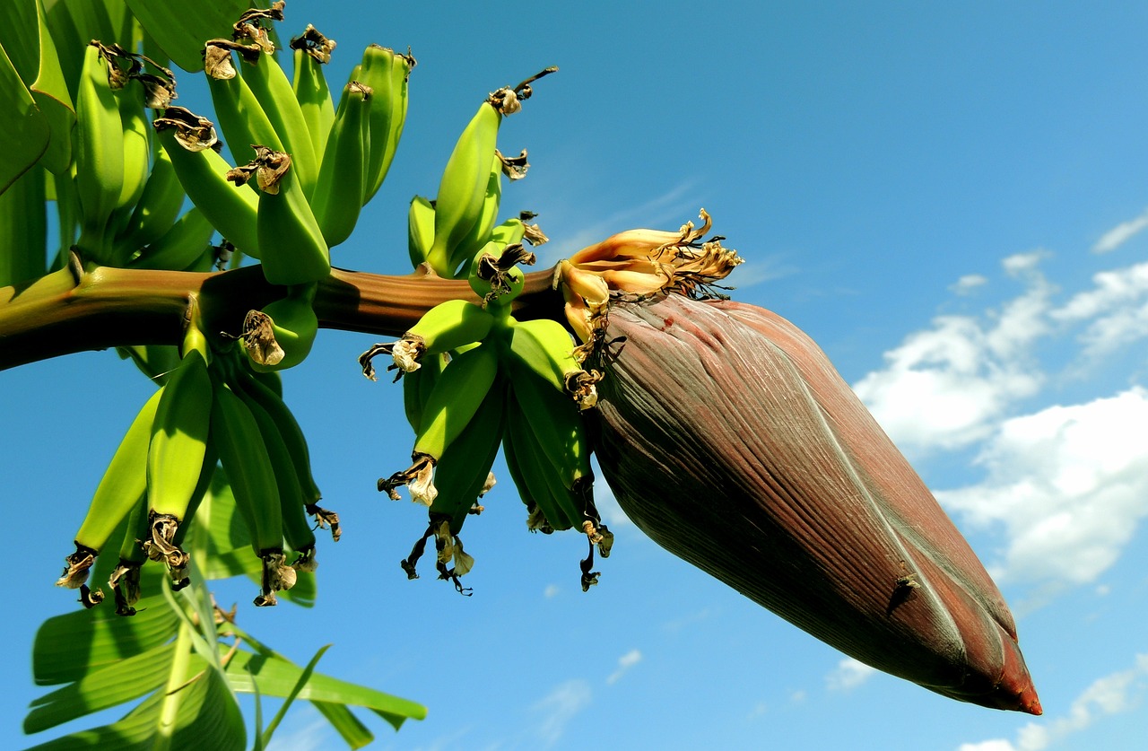 Manfaat dan Penggunaan Jantung Pisang: Nutrisi Tinggi, Baik untuk Kesehatan