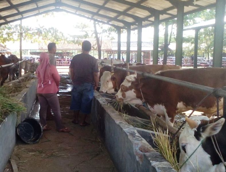 Besok, DKPP Pesbar Mulai Periksa Hewan Kurban