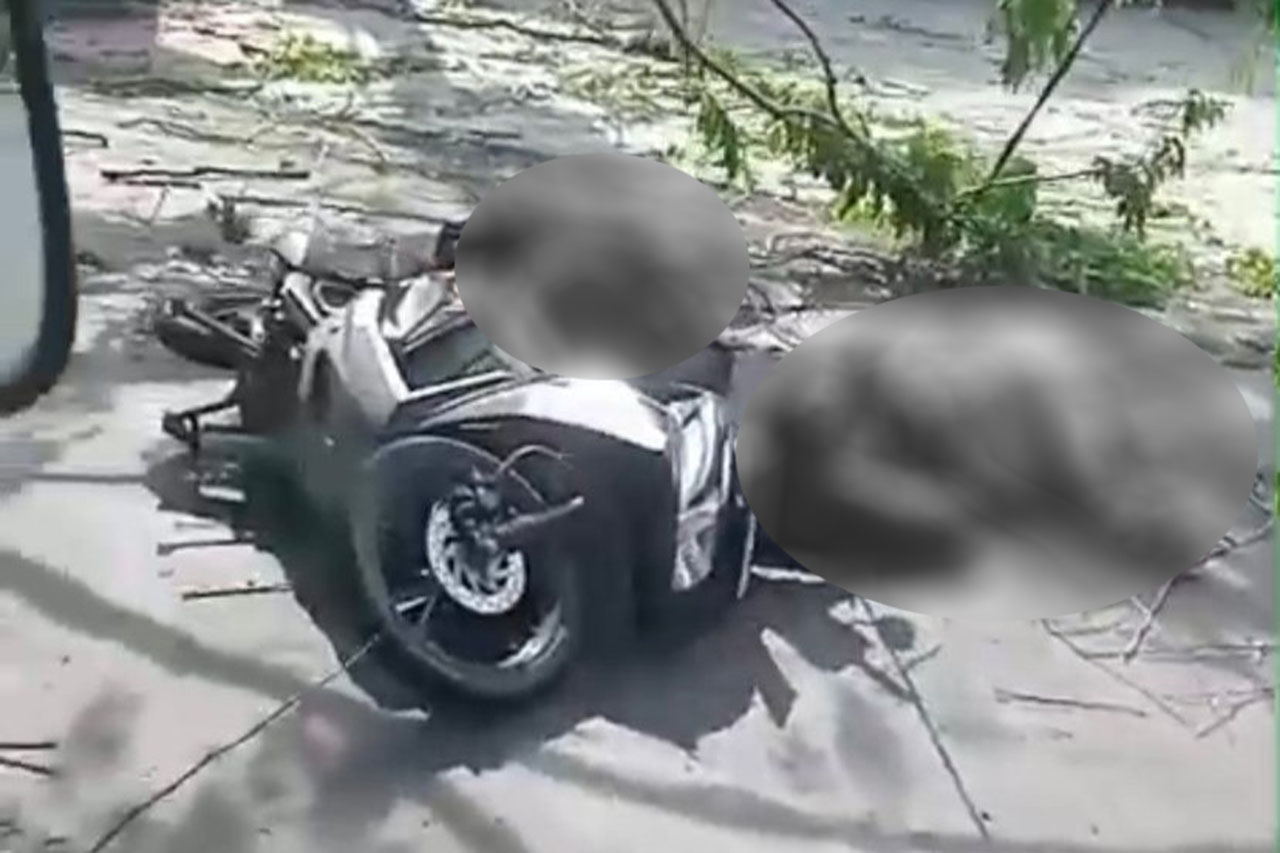 Pohon Tumbang di Bandar Lampung Renggut Nyawa Pengendara Motor