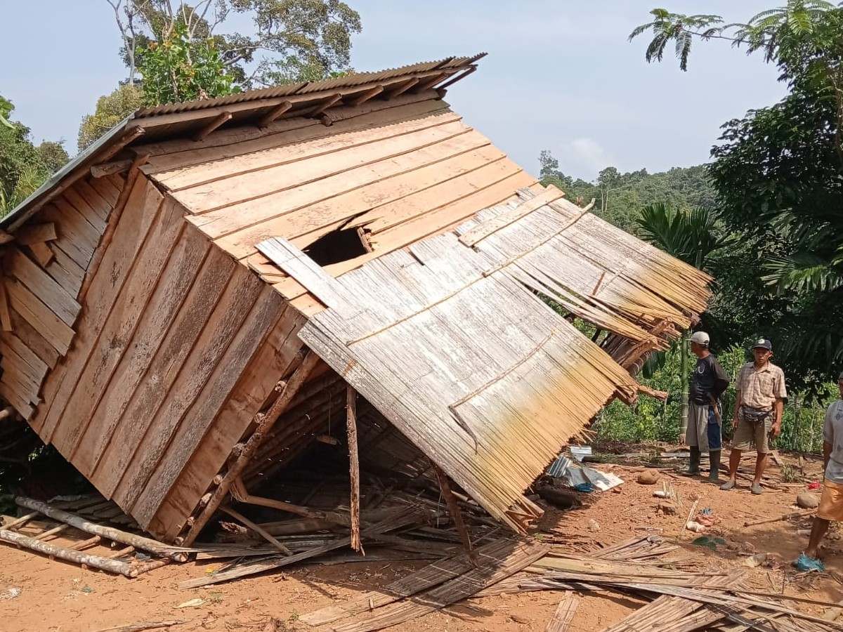 15 Gubuk dan Ratusan Hektare Kebun Warga Dirusak Gajah, Pemerintah Dinilai Kurang Peduli