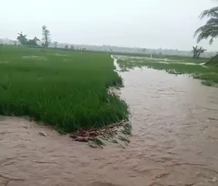 Banjir Bandang Terjang Lahan Persawahan di Kotaagung Barat