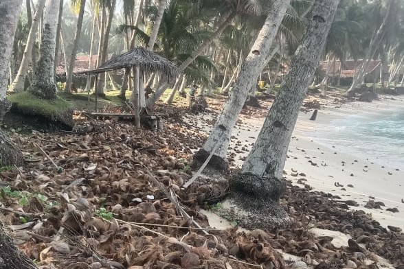 Pantai Benawang Dipenuhi Limbah Kulit Kelapa