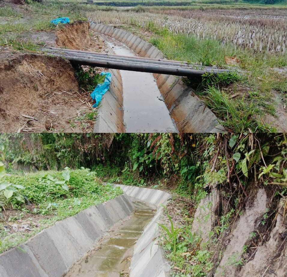 Pembangunan Irigasi Selesai, Pasokan Air Petani di Pekon Watas Meningkat