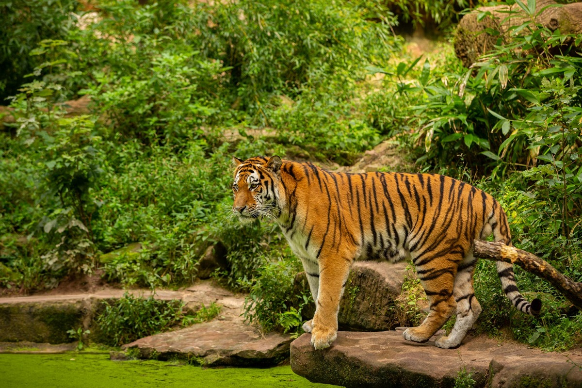 Harimau Sudah Masuk Kawasan Hutan, Warga Mulai Kembali Beraktivitas ke Kebun