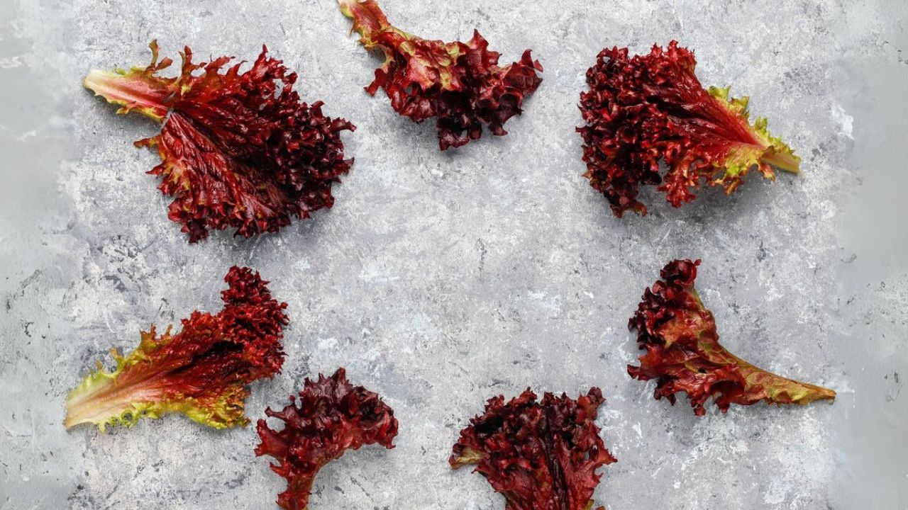 Selada Merah: Si Cantik Kaya Nutrisi dengan Segudang Manfaat Kesehatan