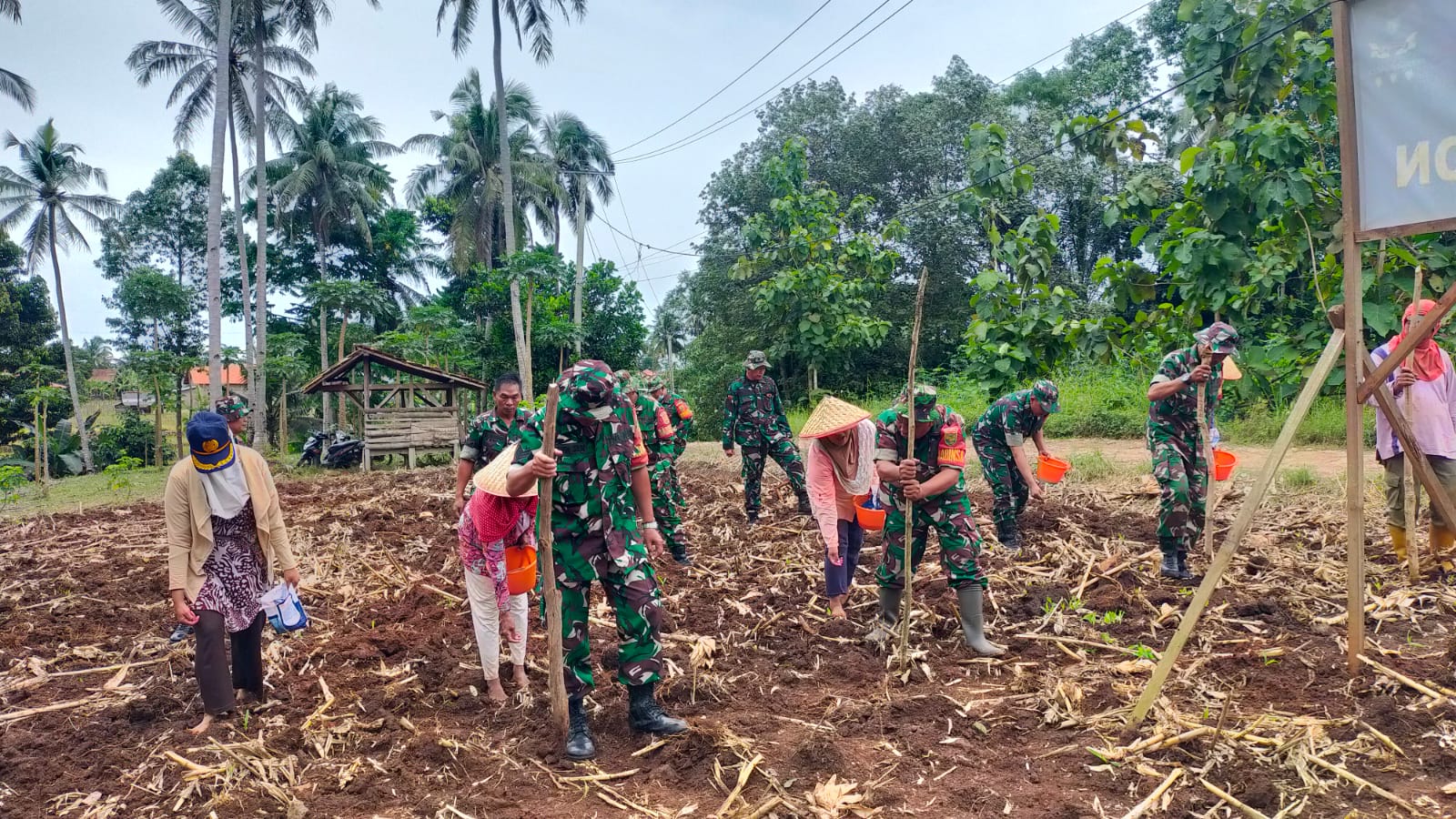 Sukses Panen 4 Ton, Koramil Kedaton Kembali Bertani Jagung